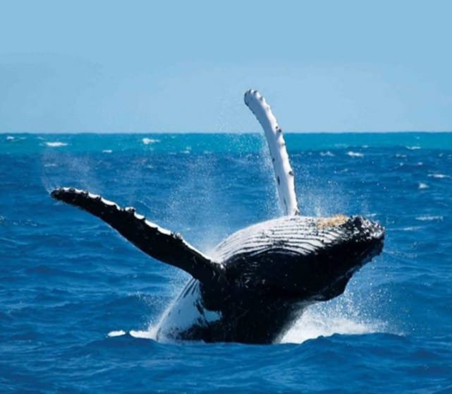 Whale watching