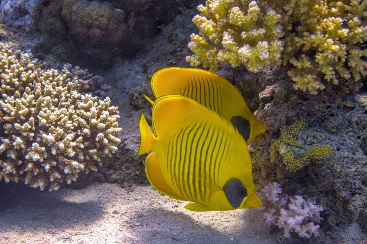 Tropical fish snorkeling