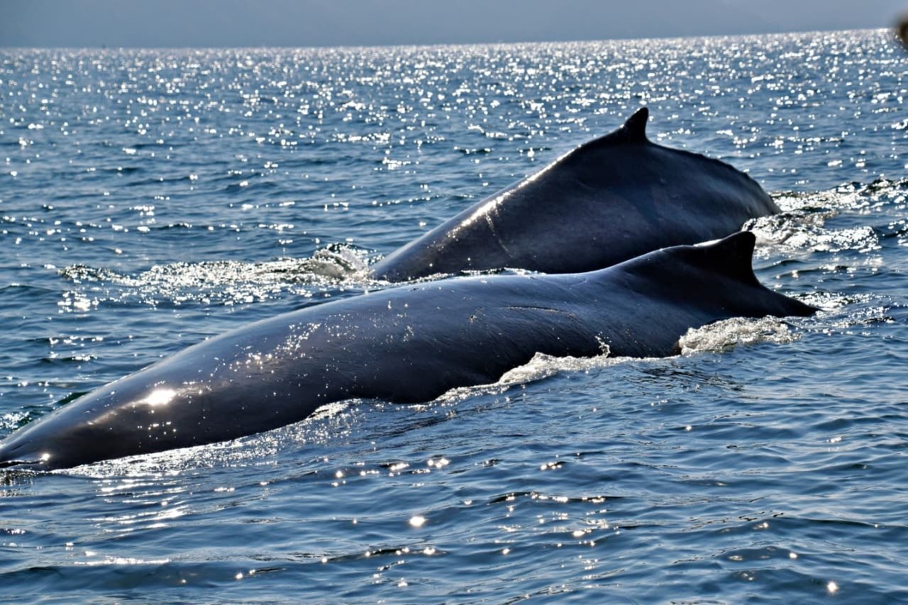 ffa9d6c3 f553 48ed a002 4c43fabb189d